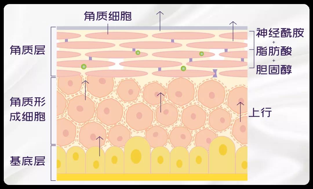 化妝品OEM廠家告訴你日常護膚有必要經常去角質嗎？